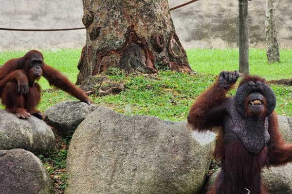 a famosa safari wonderland